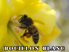 BOUILLON-BLANC