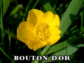 BOUTON D'OR