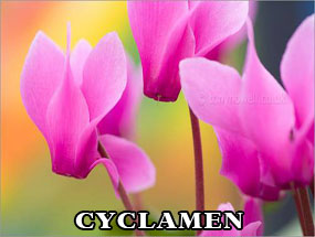 CYCLAMEN