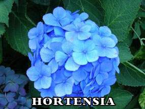 HORTENSIA