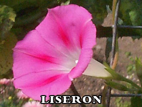 LISERON