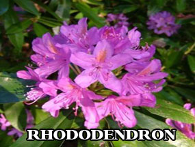 RHODODENDRON