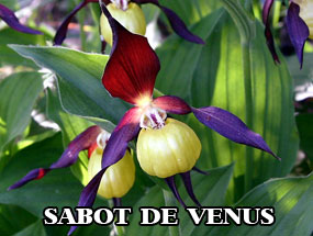SABOT DE VENUS